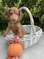 Laker, a male Miniature Dachshund for sale in Middlebury, IN – 2 of 4