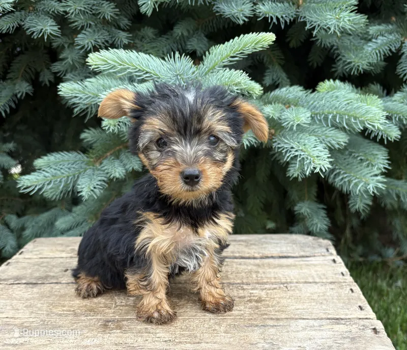 Joey  – Yorkshire Terrier puppy for sale in Middlebury, IN