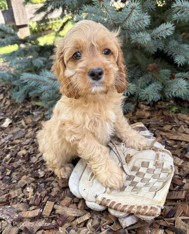 Becca – Cockapoo puppy for sale in Middlebury, IN
