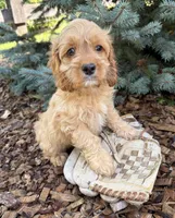 Becca, a female Cockapoo for sale in Middlebury, IN – 1 of 6