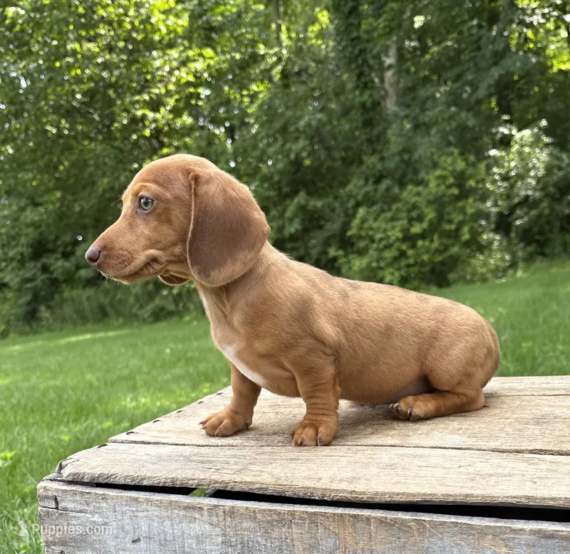 Raine – Dachshund puppy for sale in Middlebury, IN