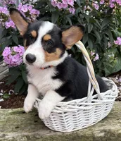 Gideon, a male Pembroke Welsh Corgi for sale in Middlebury, IN – 2 of 4