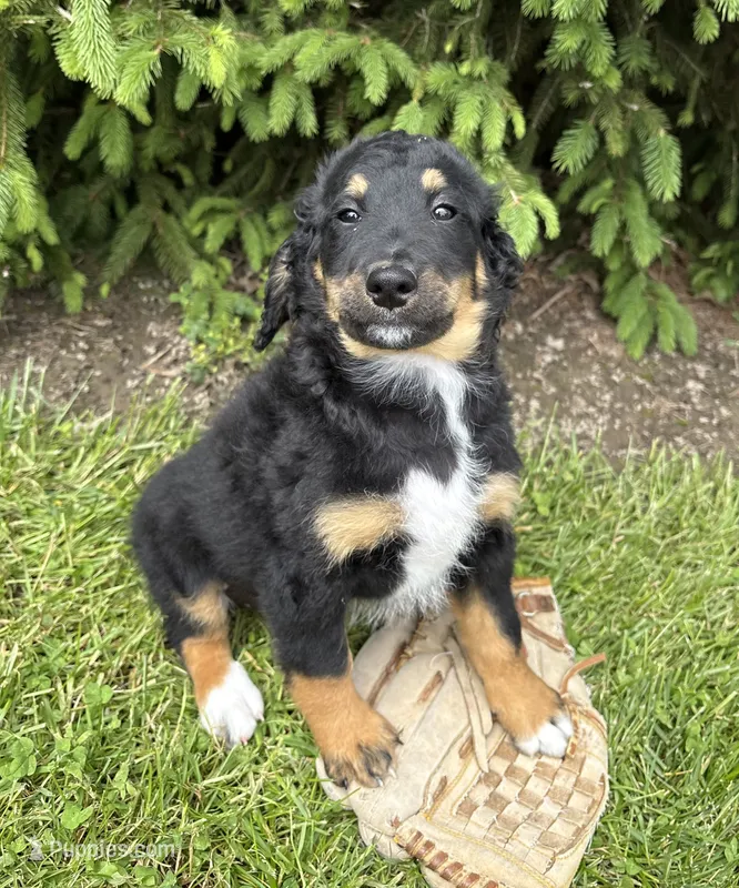 Boone – Bernedoodle puppy for sale in Middlebury, IN