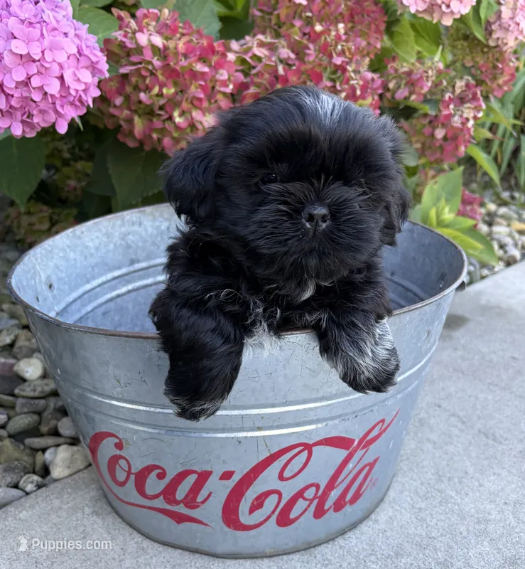 Kohl – Shih Tzu puppy for sale in Middlebury, IN