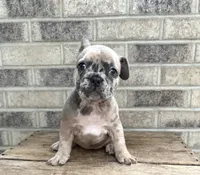 Dixie , a female French Bulldog for sale in Middlebury, IN – 2 of 4