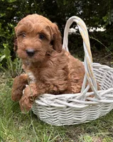Allie, a female Miniature Goldendoodle for sale in Middlebury, IN – 2 of 4