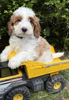 Abe, a male Miniature Goldendoodle for sale in Middlebury, IN – 2 of 3