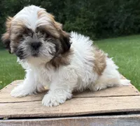 Jinx, a male Shih Tzu for sale in Middlebury, IN – 4 of 4