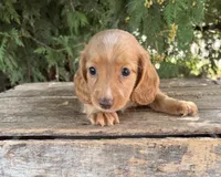 Honey, a female Miniature Dachshund for sale in Middlebury, IN – 1 of 4