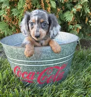 Crew, a male Miniature Dachshund for sale in Middlebury, IN – 6 of 6