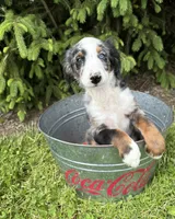 Blue, a male Bernedoodle for sale in Middlebury, IN – 3 of 4