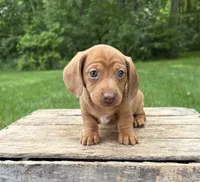 Raine, a female Dachshund for sale in Middlebury, IN – 2 of 6