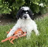 Poppy , a female Poodle - Miniature  for sale in Middlebury, IN – 4 of 4