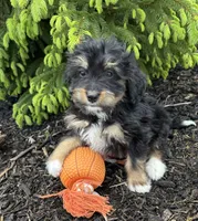 Boaz, a male Bernedoodle for sale in Middlebury, IN – Photo 4 of 4
