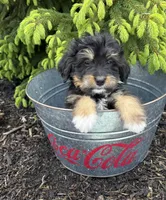 Boaz, a male Bernedoodle for sale in Middlebury, IN – Photo 2 of 4