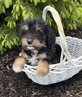 Boaz, a male Bernedoodle for sale in Middlebury, IN – Photo 1 of 4