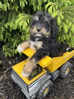 Boaz, a male Bernedoodle for sale in Middlebury, IN – Photo 3 of 4