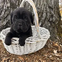 Infinity , a female Chinese Shar-Pei and Cocker Spaniel for sale in Middlebury, IN – Photo 3 of 4