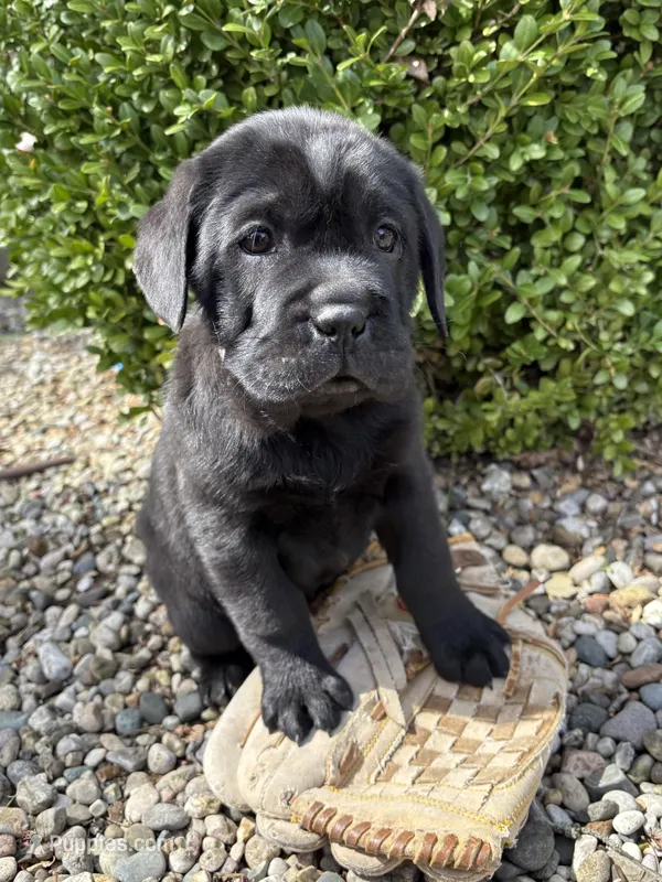 Infinity  – Chinese Shar-Pei, Cocker Spaniel puppy for sale in Middlebury, IN