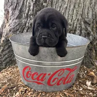 Infinity , a female Chinese Shar-Pei and Cocker Spaniel for sale in Middlebury, IN – Photo 2 of 4