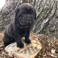 Infinity , a female Chinese Shar-Pei and Cocker Spaniel for sale in Middlebury, IN – Photo 1 of 4
