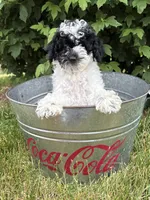 Poppy, a female Poodle - Miniature  for sale in Middlebury, IN – 5 of 5