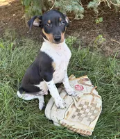Rocco, a male Rat Terrier for sale in Middlebury, IN – 4 of 5