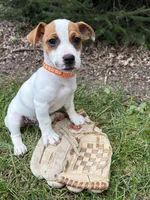 Riley, a male Jack Russell Terrier for sale in Middlebury, IN – 5 of 5