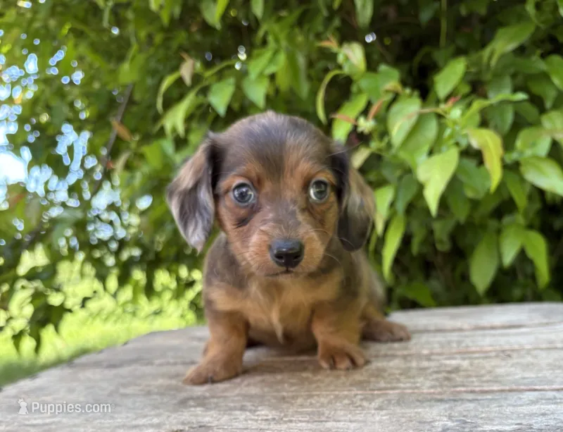 Romeo – Dachshund puppy for sale in Middlebury, IN