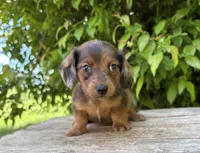 Romeo, a female Dachshund for sale in Middlebury, IN – 1 of 5