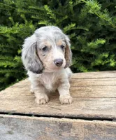 Jasper, a male Dachshund for sale in Middlebury, IN – 2 of 4