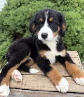 Belle, a female Bernese Mountain Dog for sale in Middlebury, IN – 3 of 4