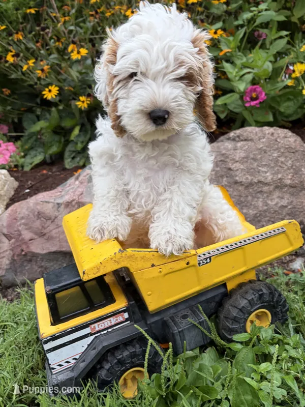 Jenson – Cockapoo puppy for sale in Middlebury, IN