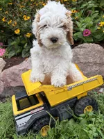 Jenson, a male Cockapoo for sale in Middlebury, IN – 1 of 5