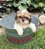 Clover, a female Shih Tzu for sale in Middlebury, IN – 3 of 5