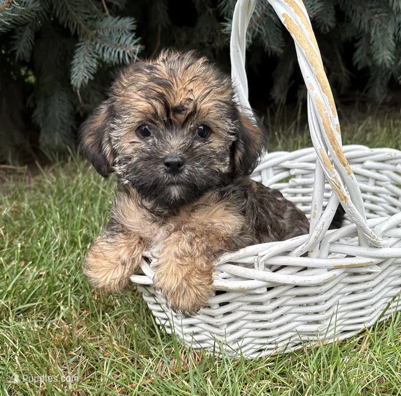 Lacey  – Shorkie puppy for sale in Middlebury, IN