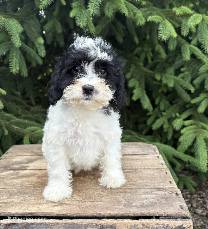 Chloe – Miniature Bernedoodle, Miniature Goldendoodle puppy for sale in Middlebury, IN