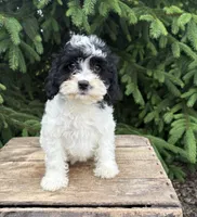 Chloe, a female Miniature Bernedoodle and Miniature Goldendoodle for sale in Middlebury, IN – 1 of 5