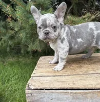 Cyrus , a male French Bulldog for sale in Middlebury, IN – 4 of 5