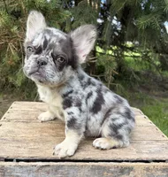 Kingston , a male French Bulldog for sale in Middlebury, IN – 2 of 5