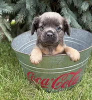Dakota fluffy, a female French Bulldog for sale in Middlebury, IN – 2 of 4