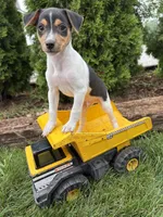 Samson, a male Jack Russell Terrier and Rat Terrier for sale in Middlebury, IN – 4 of 4