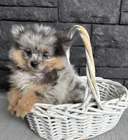 Teddy, a male Pomeranian for sale in Middlebury, IN – 2 of 4