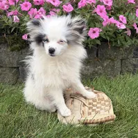 Olaf, a male Pomeranian for sale in Middlebury, IN – 5 of 6