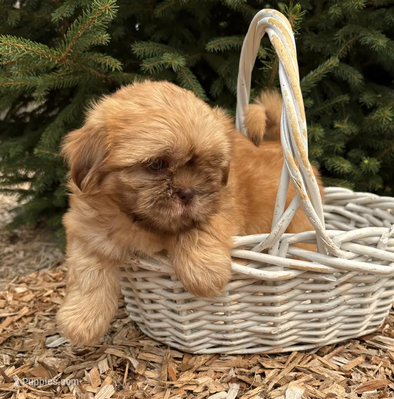 Java – Shih Tzu puppy for sale in Middlebury, IN