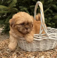 Java, a female Shih Tzu for sale in Middlebury, IN – 1 of 4