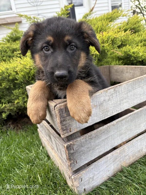 Scout, a male German Shepherd Dog for sale in Middlebury, IN – Photo 1 of 4