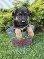 Scout, a male German Shepherd Dog for sale in Middlebury, IN – Photo 3 of 4