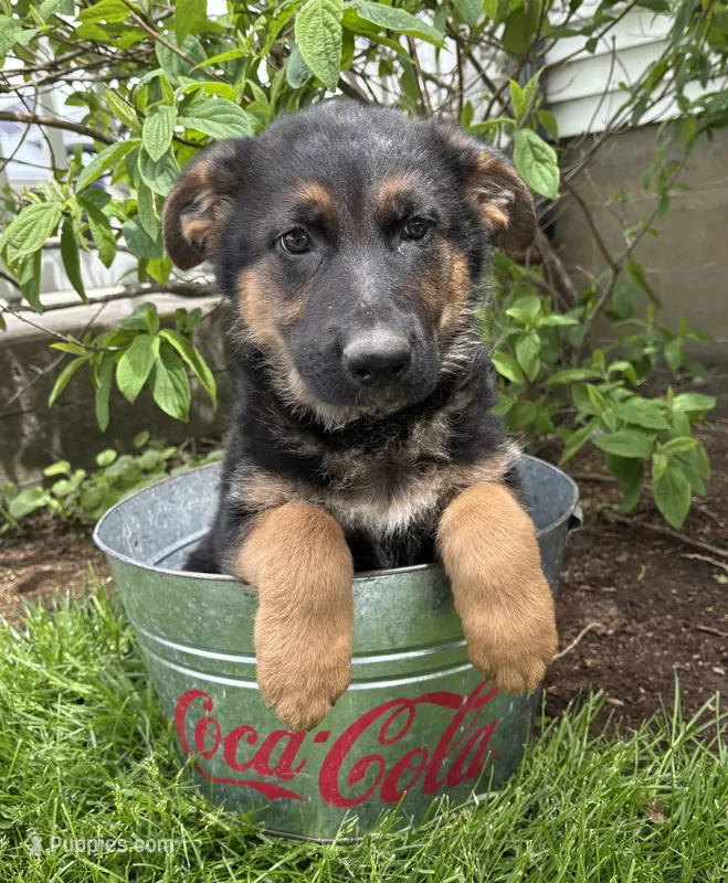 Scout – German Shepherd Dog puppy for sale in Middlebury, IN