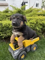 Scout, a male German Shepherd Dog for sale in Middlebury, IN – Photo 2 of 4